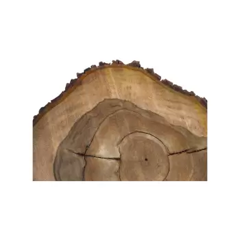 Plaster Orzecha Włoskiego 59x47x7cm