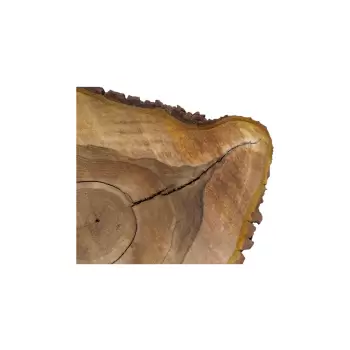 Plaster Orzecha Włoskiego 59x47x7cm