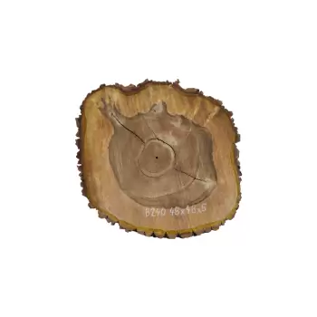 Plaster Orzecha Włoskiego 48x48x6cm