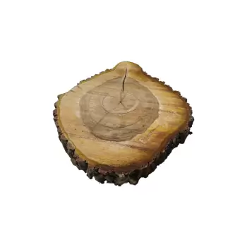 Plaster Orzecha Włoskiego 45x46x7cm