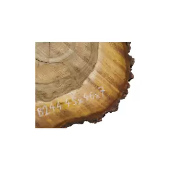 Plaster Orzecha Włoskiego 45x46x7cm