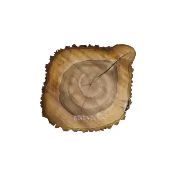 Plaster Orzecha Włoskiego 46x45x7cm