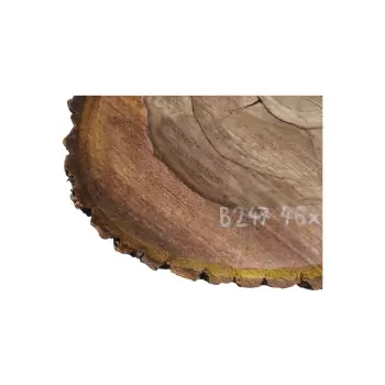 Plaster Orzecha Włoskiego 46x43x7cm