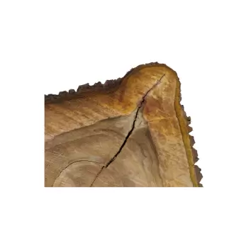 Plaster Orzecha Włoskiego 46x43x7cm