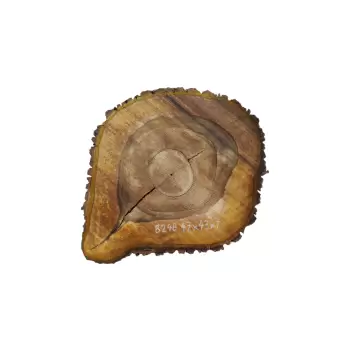 Plaster Orzecha Włoskiego 47x43x7cm