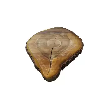 Plaster Orzecha Włoskiego 47x43x7cm