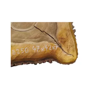 Plaster Orzecha Włoskiego 47x42x7cm