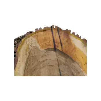 Plaster Orzecha Włoskiego 93x54/33x8cm
