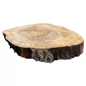 Plaster Orzecha Włoskiego 61x49x7cm