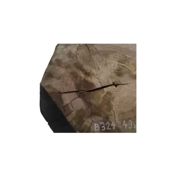 Plaster Orzecha Włoskiego 49x46x6cm