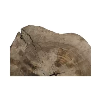 Plaster Orzecha Włoskiego 49x46x6cm