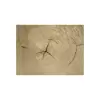 Plaster Wiązu 57x51x8cm
