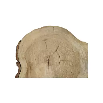 Plaster Wiązu 49x40x5cm