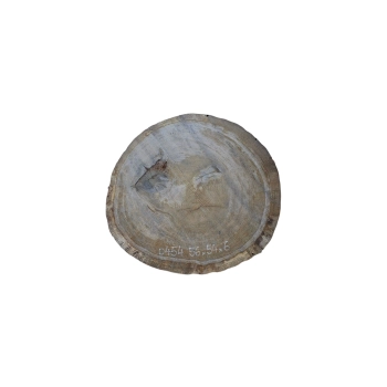 Plaster Dębowy 56x54x6cm Dąb