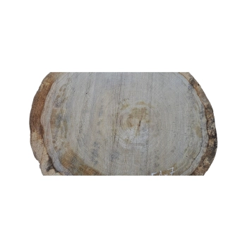 Plaster Dębowy 55x51x7cm Dąb