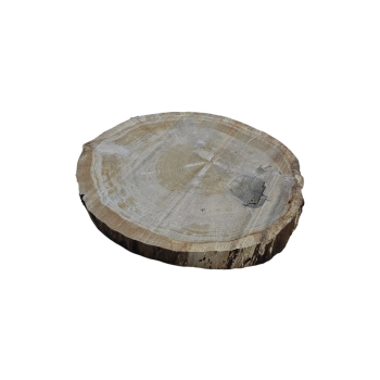 Plaster Dębowy 60x50x6cm Dąb