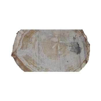 Plaster Dębowy 60x50x6cm Dąb