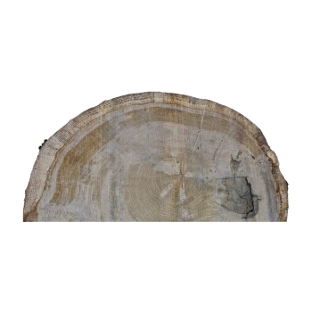 Plaster Dębowy 60x50x6cm Dąb