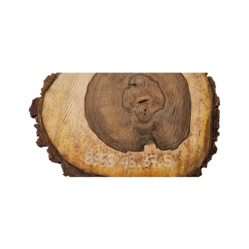 Plaster Orzecha Włoskiego 43x37x5cm