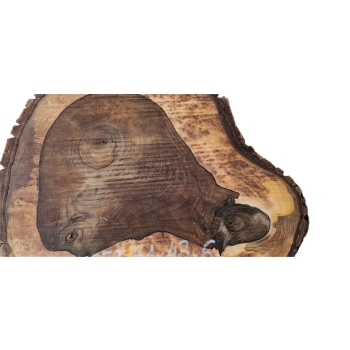Plaster Orzecha Włoskiego 51x43x6cm