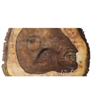 Plaster Orzecha Włoskiego 43x43x6cm