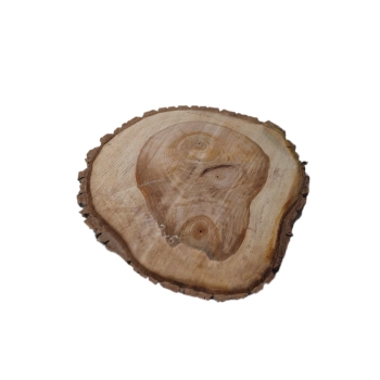 Plaster Orzecha Włoskiego 44x43x6cm