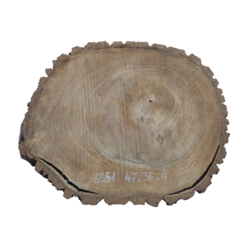 Plaster Orzecha Włoskiego 47x36x4cm