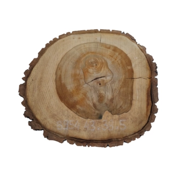 Plaster Orzecha Włoskiego 43x38x5cm