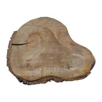 Plaster Orzecha Włoskiego 51x43x6cm