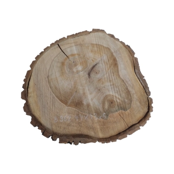 Plaster Orzecha Włoskiego 44x43x6cm