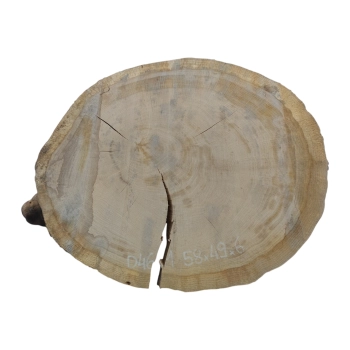 Plaster Dębowy 58x49x6cm Dąb