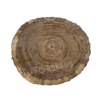 Plaster Dębowy 45x41x5cm Dąb