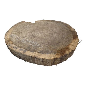 Plaster Dębowy 42x39x5cm Dąb