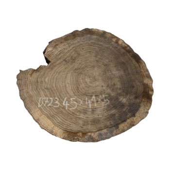 Plaster Dębowy 45x41x5cm Dąb