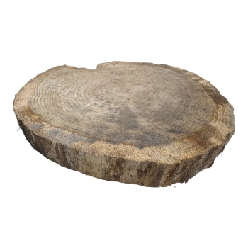 Plaster Dębowy 45x41x5cm Dąb