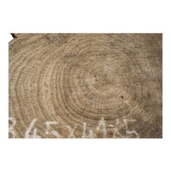 Plaster Dębowy 45x41x5cm Dąb