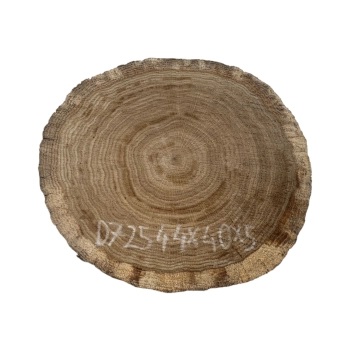 Plaster Dębowy 44x40x5cm Dąb