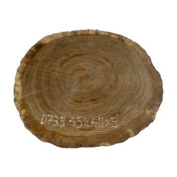 Plaster Dębowy 45x40x5cm Dąb