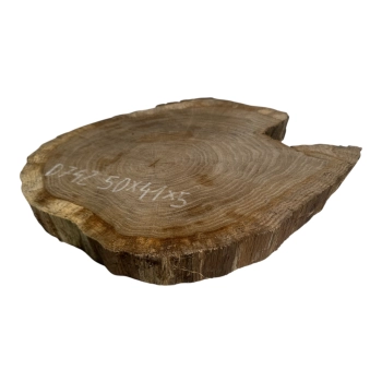 Plaster Dębowy 50x41x5cm Dąb