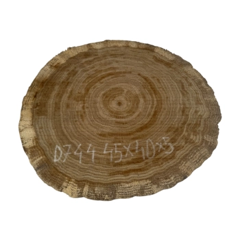 Plaster Dębowy 45x40x5cm Dąb