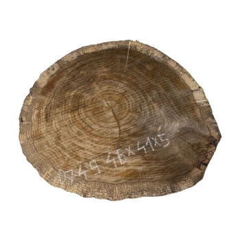 Plaster Dębowy 46x41x5cm Dąb