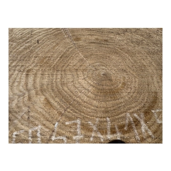 Plaster Dębowy 47x41x5cm Dąb