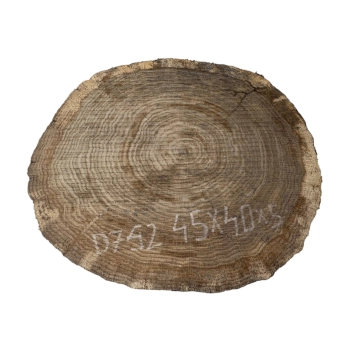 Plaster Dębowy 45x40x5cm Dąb
