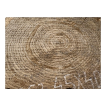 Plaster Dębowy 45x40x5cm Dąb