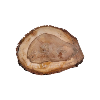 Plaster Orzecha Włoskiego 51x37x6,5cm