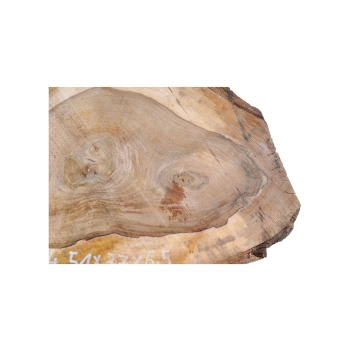 Plaster Orzecha Włoskiego 51x37x6,5cm