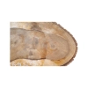 Plaster Orzecha Włoskiego 51x32x5,5cm