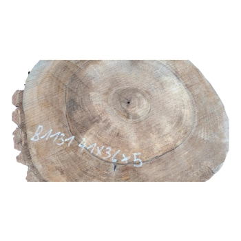 Plaster Orzecha Włoskiego 41x36x5cm