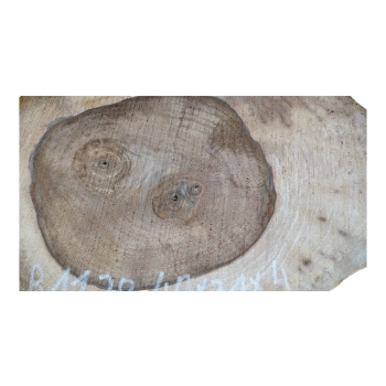 Plaster Orzecha Włoskiego 40x31x4cm