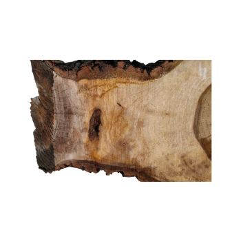 Plaster Orzecha Włoskiego 50x26x4cm